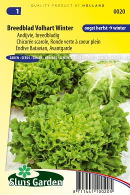 Andijvie Breedblad Volhart winter (Cichorium) 750 zaden SL